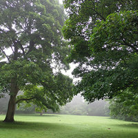 Photo of trees in a park in the morning mist